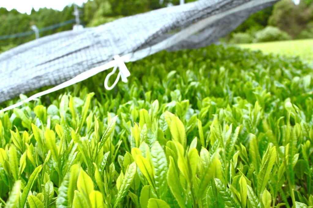 a field of shaded tea leaves in Japan