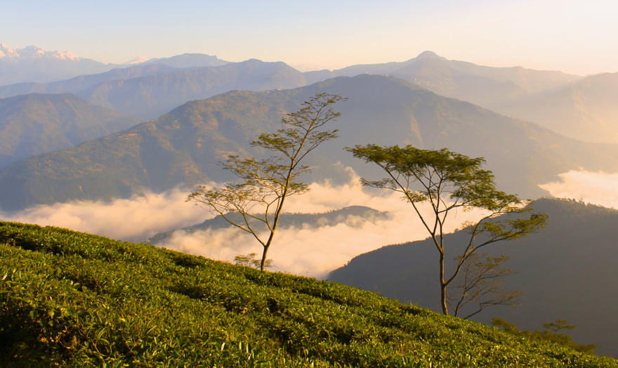 a field of tea leaves growing on the hills of mountains with clouds in the background