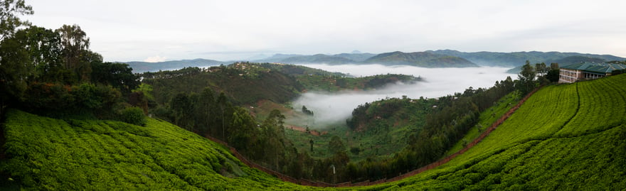 Kigali-Rwanda-Tea