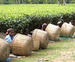 tea workers in india sorting tea leaves in front of large woven baskets